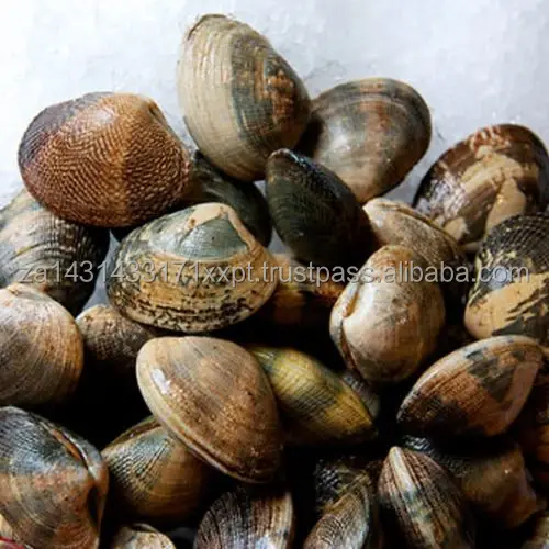 manila-clams-500x500.jpg