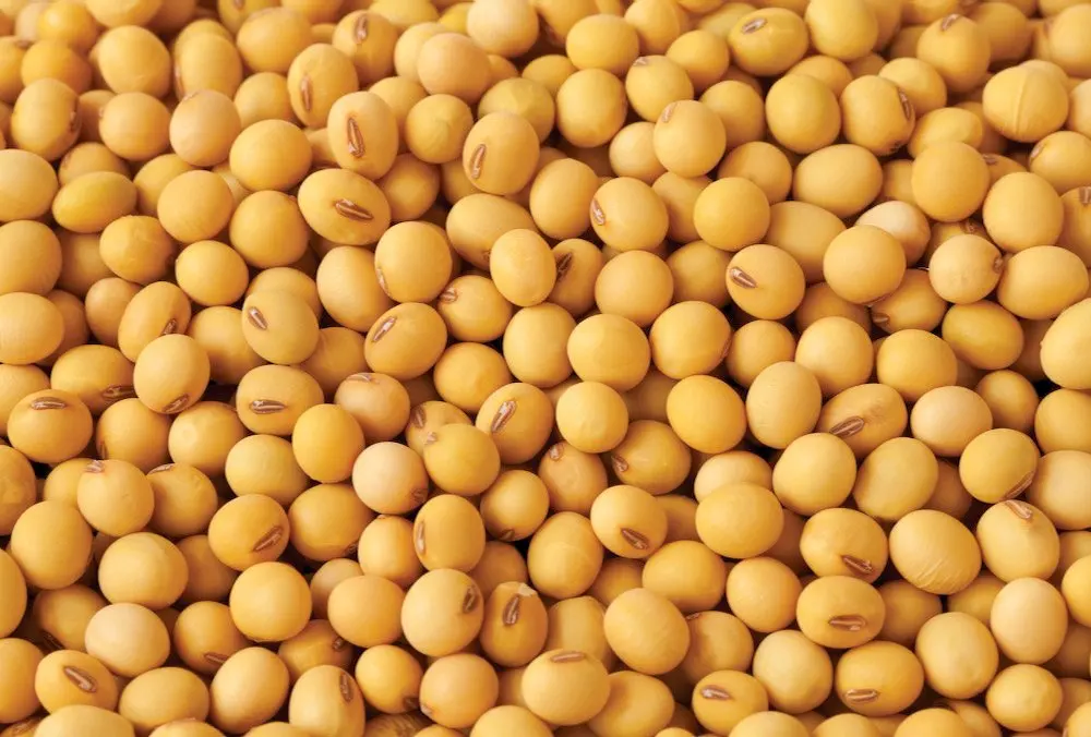 Good Quality Soyabean / Soybeans Seeds / Soy bean for Sale