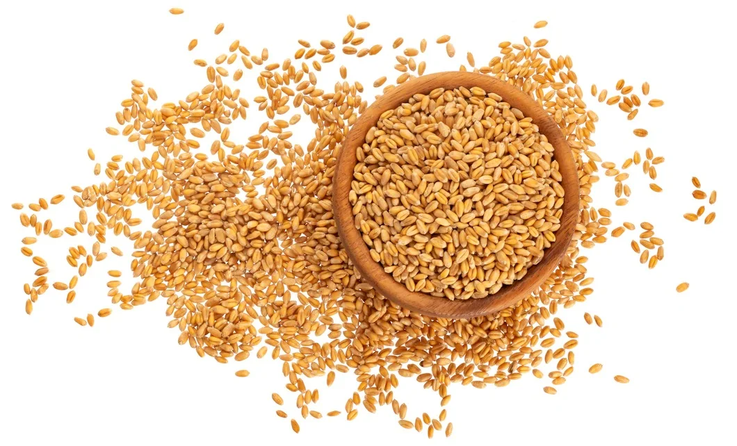 Farm Produced Organic Whole Wheat Grains at Best Market Price