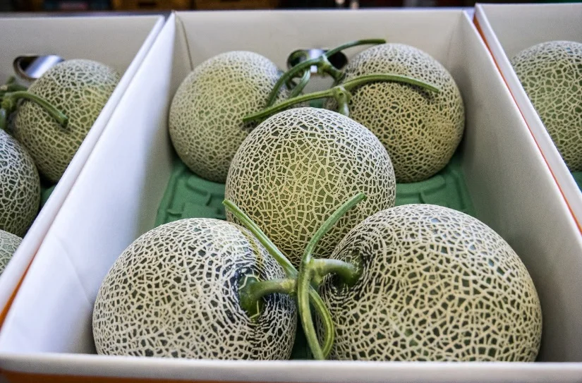 Bulk Fresh Japanese Red Flesh Dream Red Musk Melon