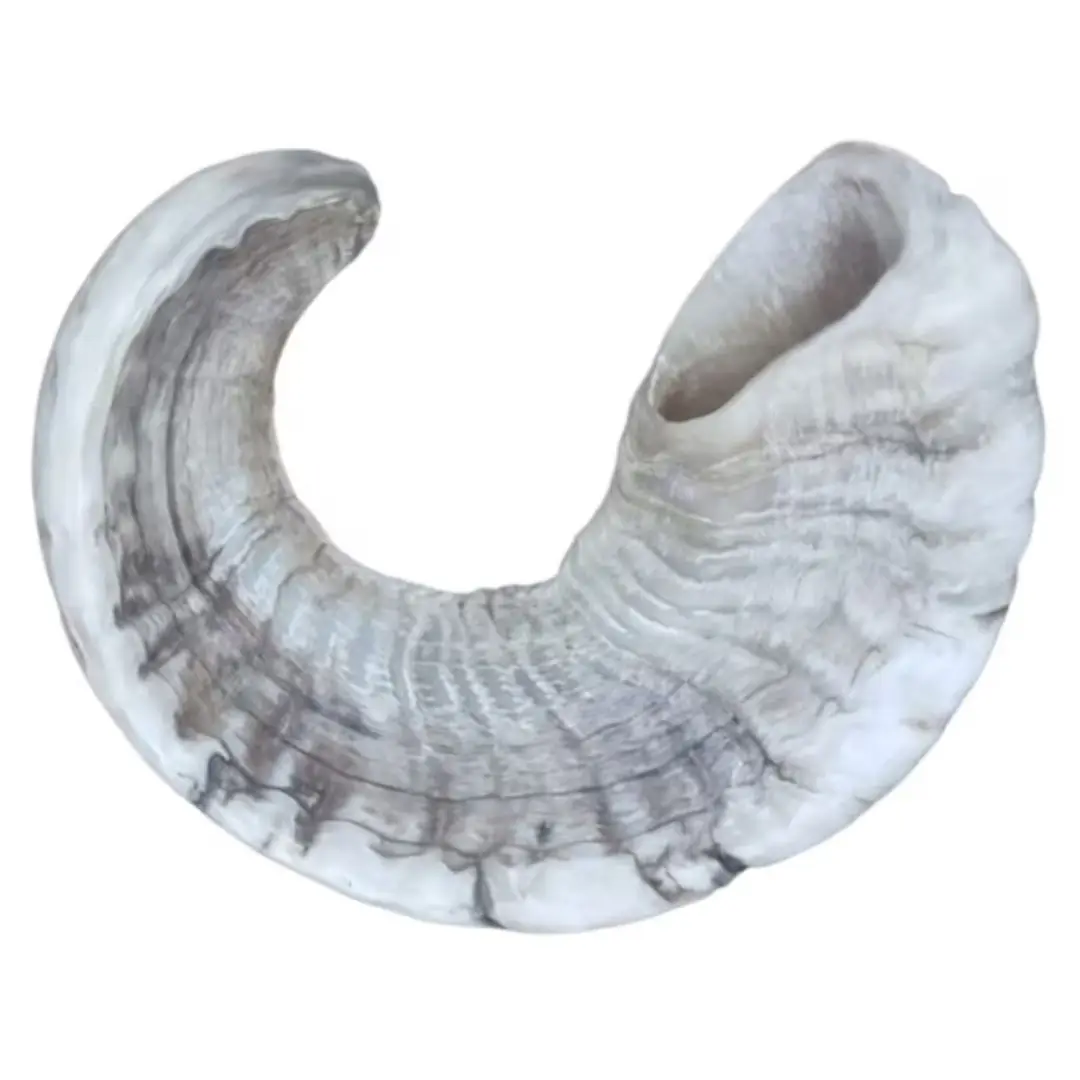 Nhe Overseas Best Top Natural Ram Horns Large Eco-Friendly Cotton Dog Chew & Treats Sale on Best Top Lamp Horns