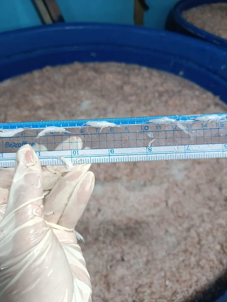 HOT SALE - VIETNAM SALTED BABY SHRIMP TO EXPORT WITH HIGH QUALITY AND BEST PRICE - SEAFOOD SUPPLY