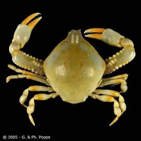Hot Sale Live Mud Crabs, Blue Crabs, King Crabs /Live Seafood/ Frozen King Crab