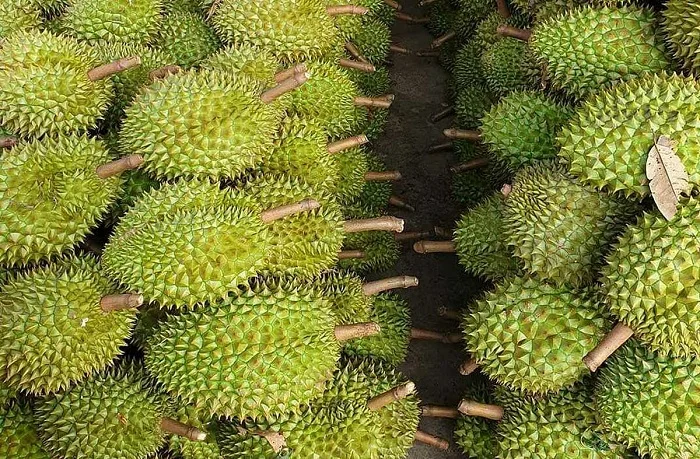 Свежий дуриан Премиум дуриан Свежий весь фрукт специально отборный свежий дуриан из Вьетнама отличное качество надлежащая цена