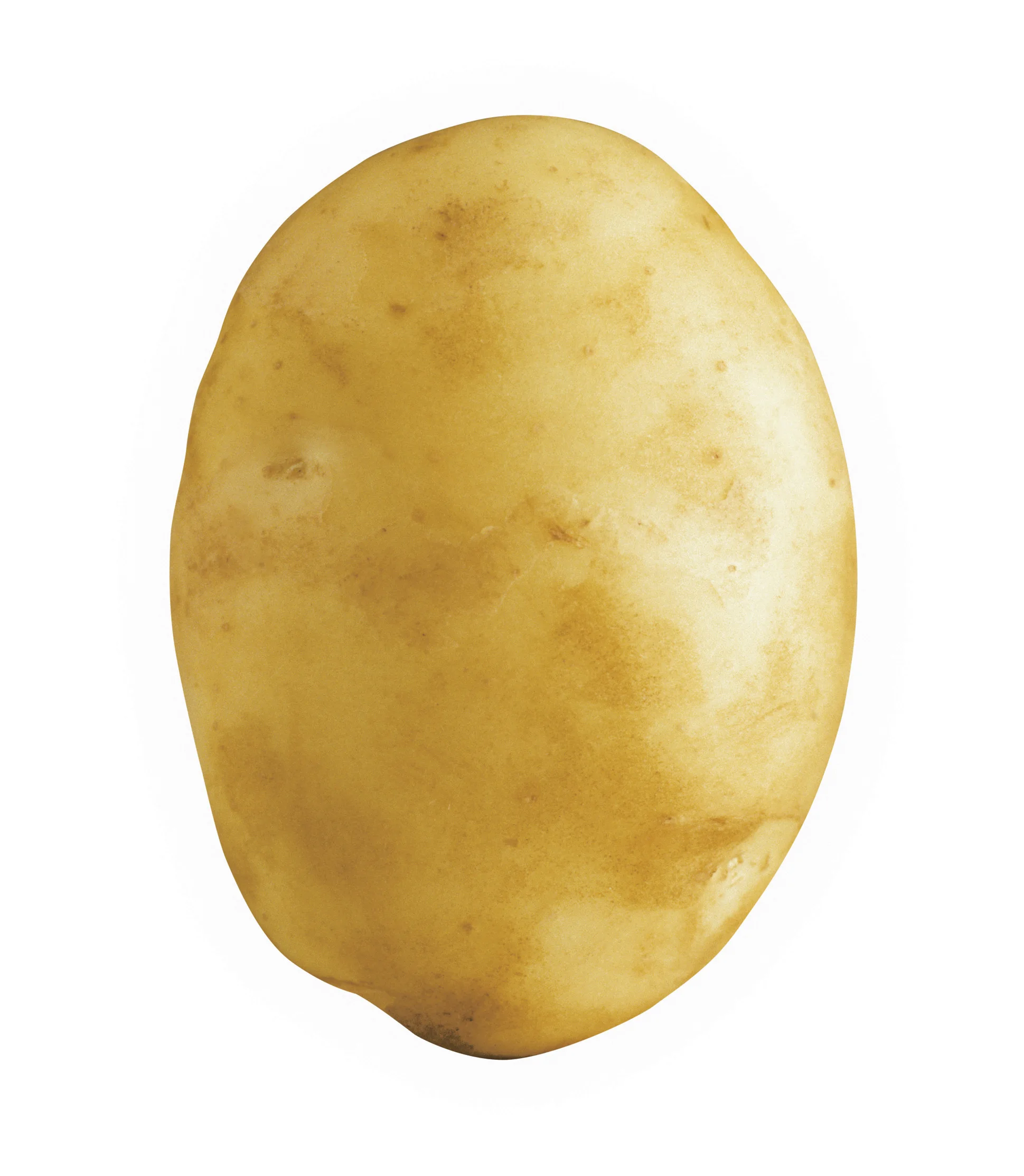 Organic Healthy Weight 100% High Quality Export Oriented Low Price For Wholesale Price Fresh Potato Holland From Bangladesh