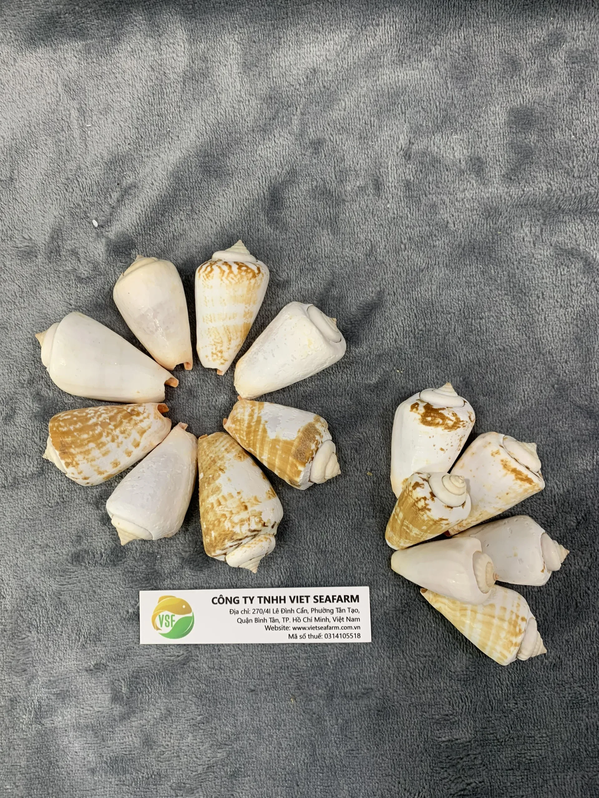 2020 Hot Selling Seashells 100% Natural High Quality Cheap Price Many Styles And Size For Decorating From Vietnam