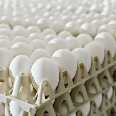 Brown/White Fresh Table Chicken Eggs, Chicken eggs in bulk