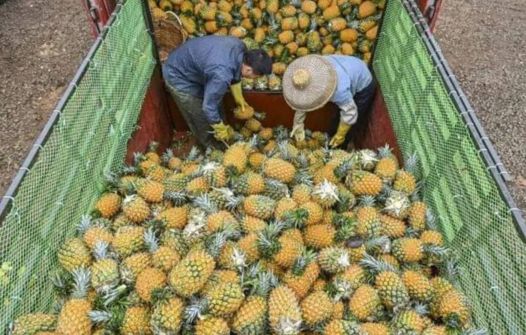Low Priced Mexico Non GMO Fresh Fruit Golden Ananas Comosus MD2 Pineapple