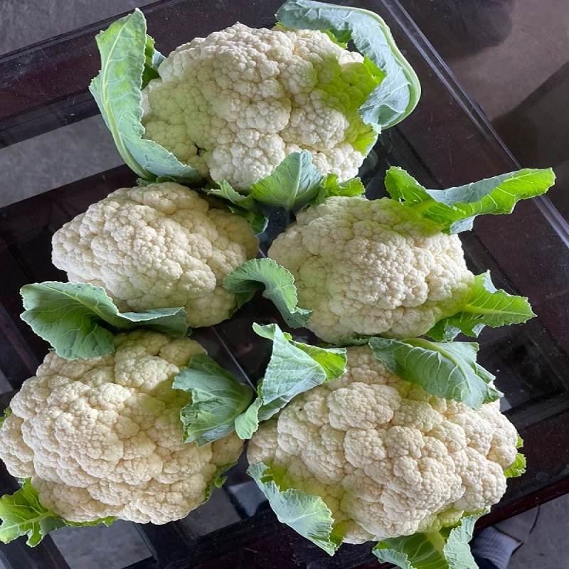 Promotional manufacturer premium grade cheap price cauliflower Agricultural produce fresh cauliflower ready now