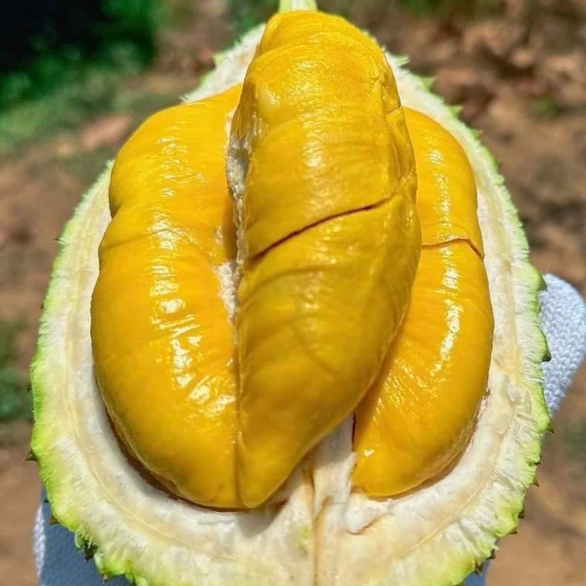 Fruits Snack Crispy Real Monthong Vacuum Freeze Dried Durian Golden Pillow Durian Dried Fruits Freeze Dried Durian