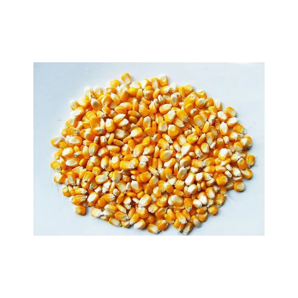 Best selling high on demand standard quality dried yellow corn at 100% wholesale exporter from Philippines