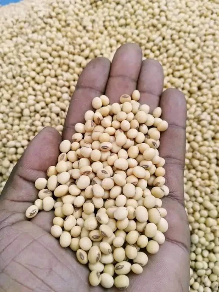 Натуральные и не-GMO Желтые Семена сои/соевые бобы/2023/2024