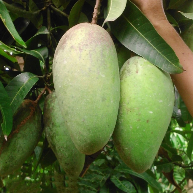 Wholesale Green Skined Mango Statue weight 0,5 -1kg very good price