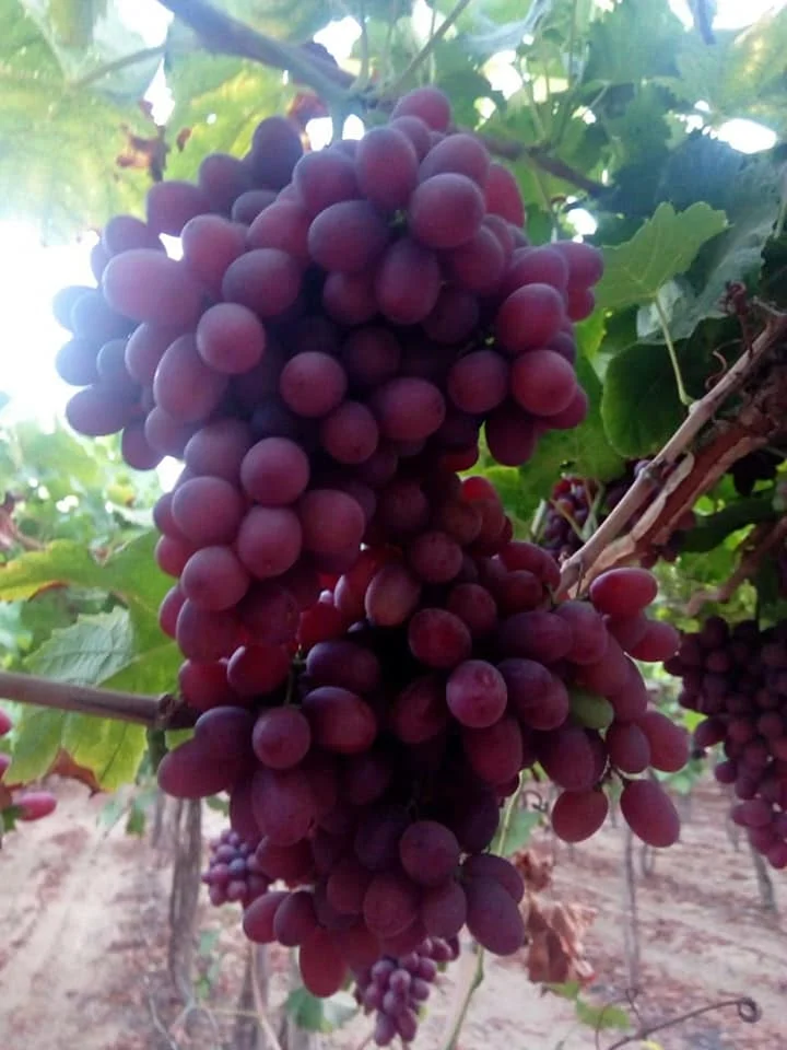 High quality fresh red grapes from Egypt