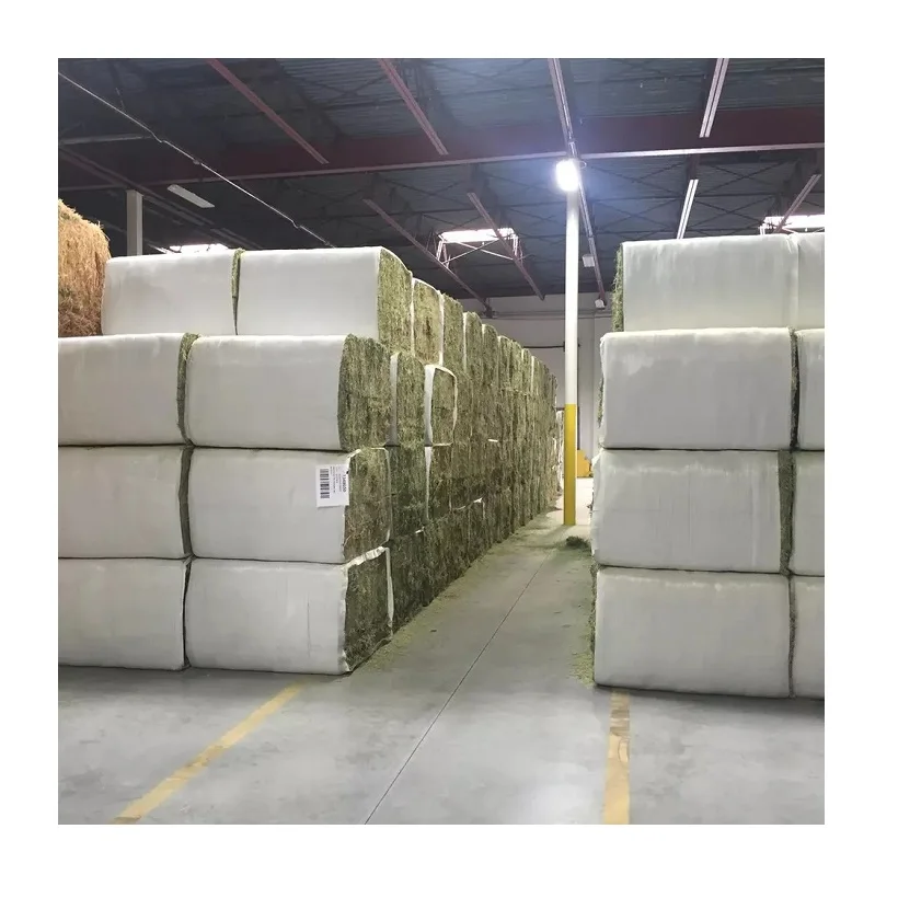 Feed / Alfalfa Hay from Thailand for Export Bulk Top Grade Alfalfa for Animal High Quality Canada Bales Packaging Dry Place
