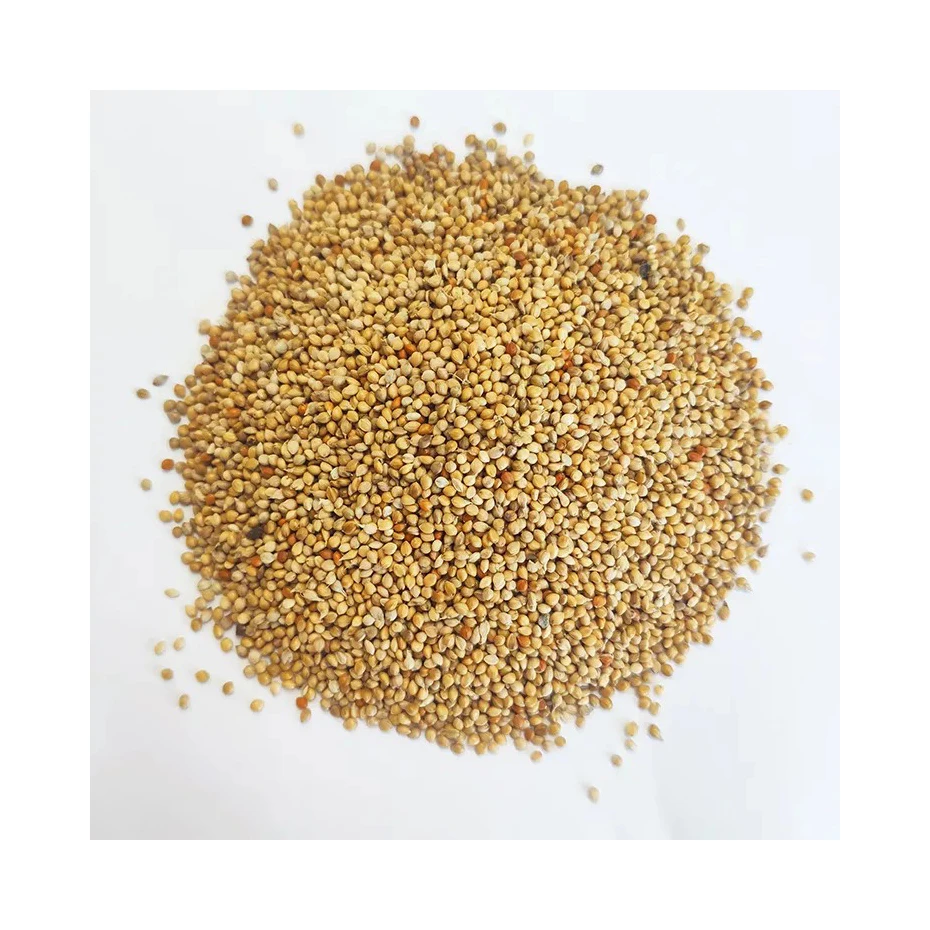 Best quality green millet animal feeds exporter from Egypt