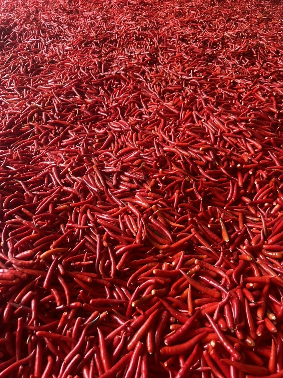 Single Spices and Herbs Fresh / Frozen Spicy Chili (Pepper) - Red Hot chili pepper wholesale