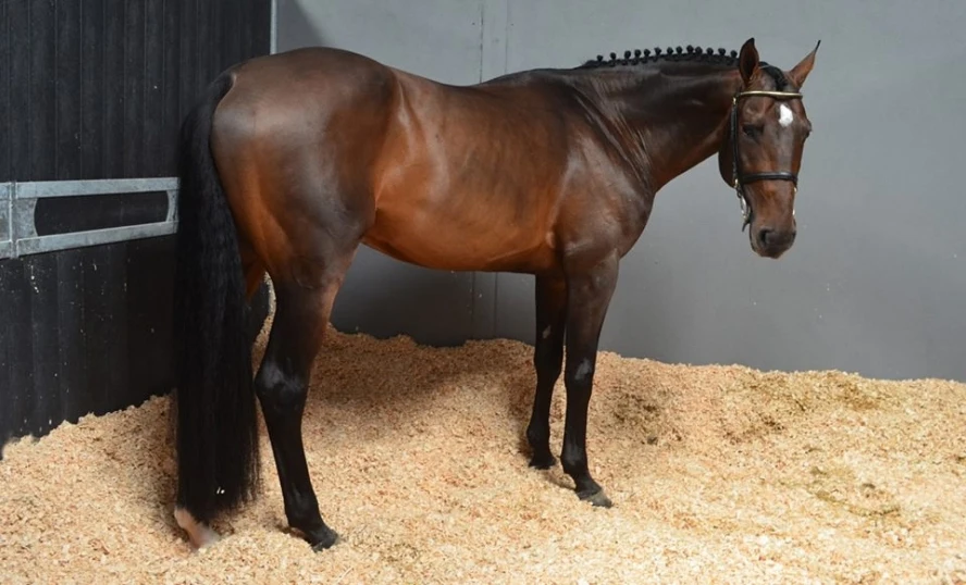 Лучшая цена на древесную стружку с низким содержанием влаги натуральные сосны и акации сельскохозяйственные отходы для домашней птицы подстилки животных