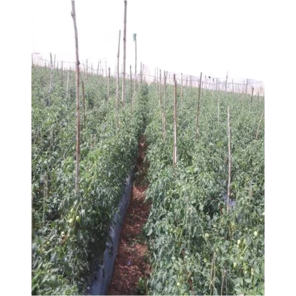 Open Pollinated Tomato Cal J OP for Export
