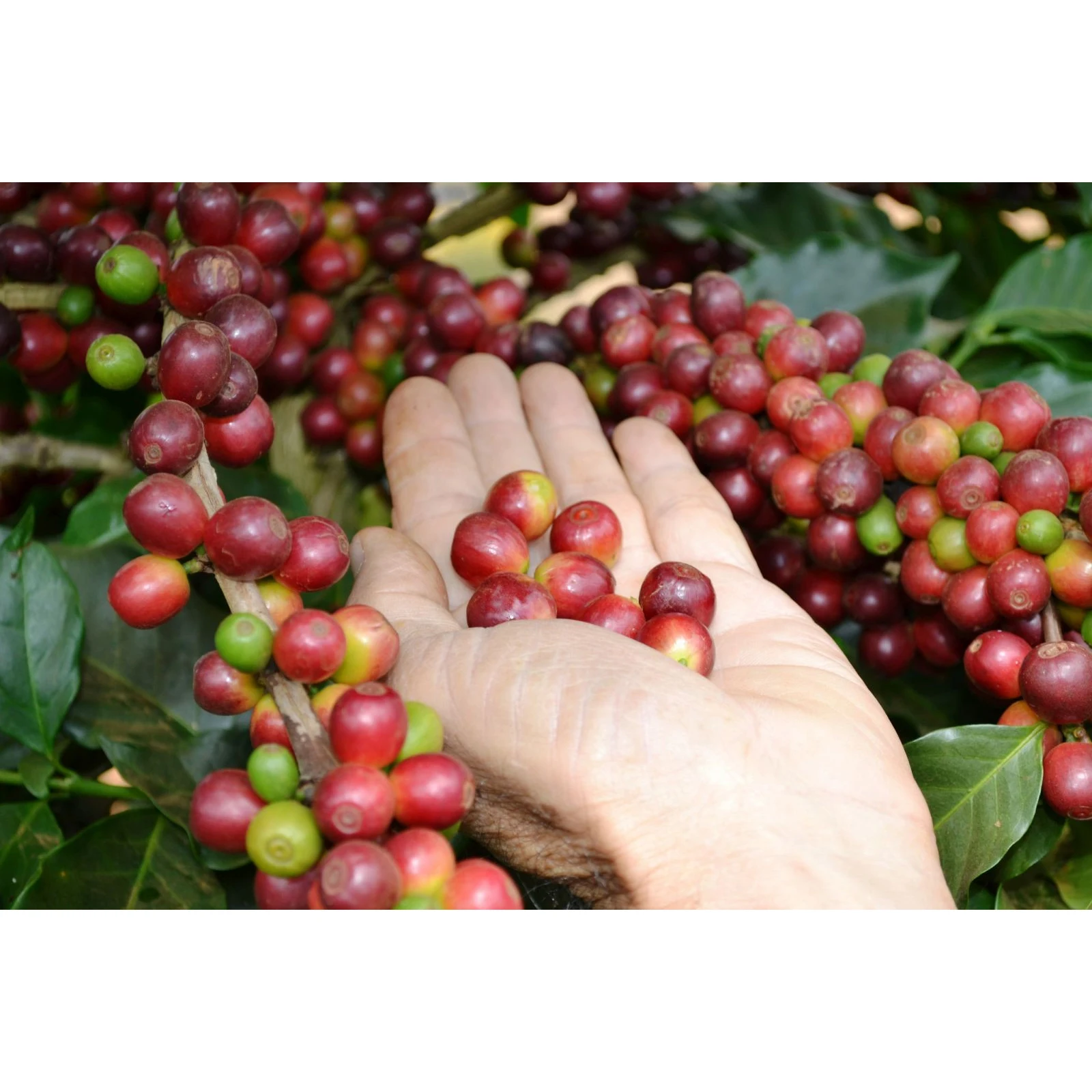 High Quality Purely Roasted HAO HANG No.2 Ground Coffee Culi & Arabica Bean Low Moisture Made In Vietnam- 1kg