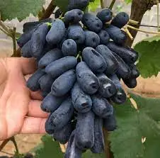 Fresh Moon Drop Grapes4.jpg