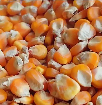 Factory Directly Sale Dried Yellow Maize Non GMO Yellow Maize Glutinous Maize ISO HALAL Approved Certified for Human Consumption