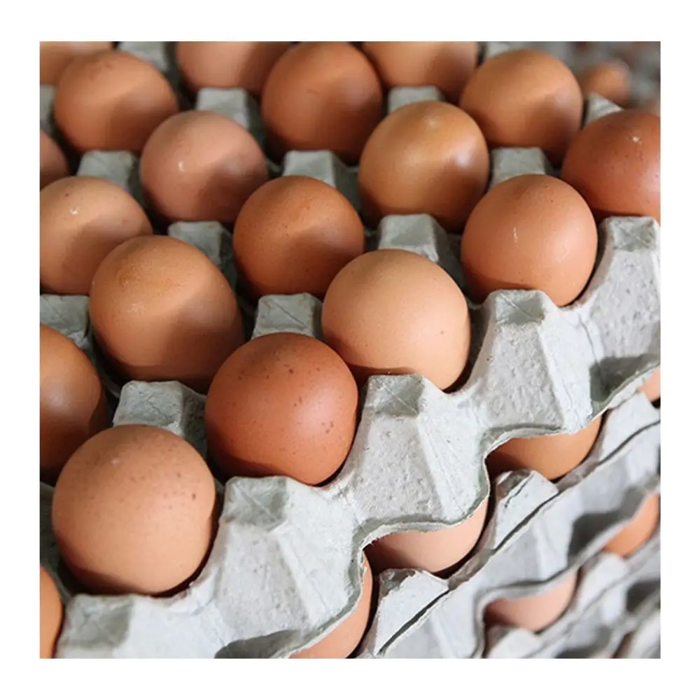 Premium Quality Chicken Table Eggs - Fresh Farm Eggs, Packed and Ready for Sale, Best Prices for High-Quality Eggs