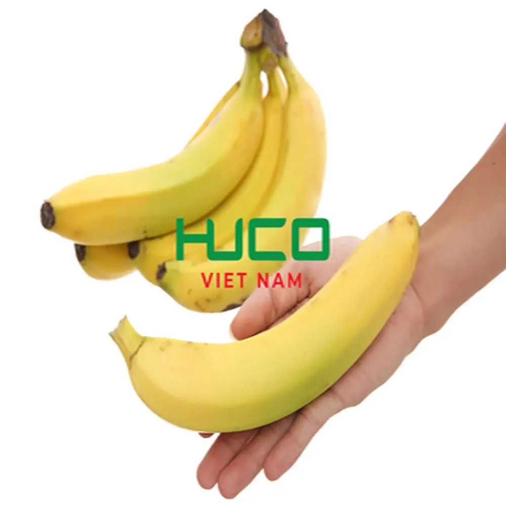 Best Price Tropical Banana Organic from Vietnam Fresh Natural Banana