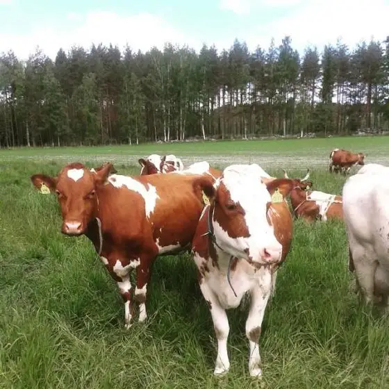 Healthy Milk Producing Jersey Cows/Dairy Cows for Sale
