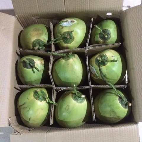 Competitive Price Tropical Fruit Big Size For Export Fresh Young Coconut Origin Vietnam