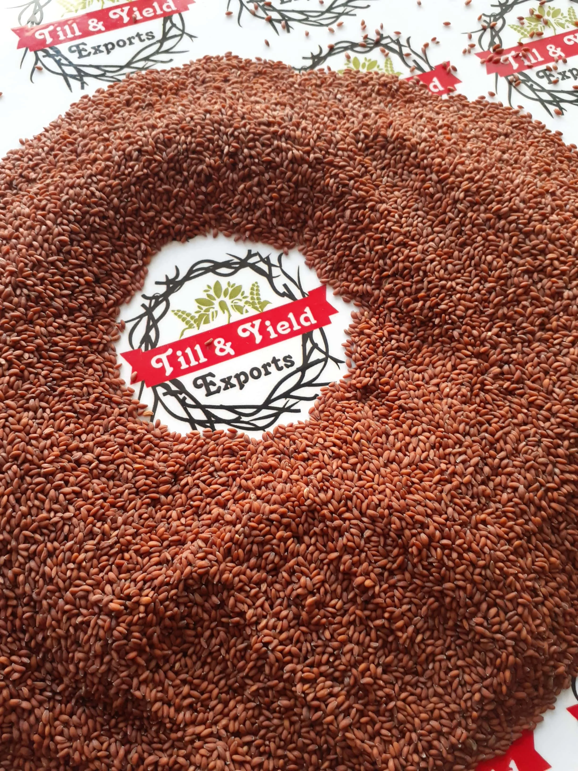 Factory Supply Asaliya Seed - Wholesale Price Sortex Clean Lepidium sativum - Indian Origin Asaliya Seed