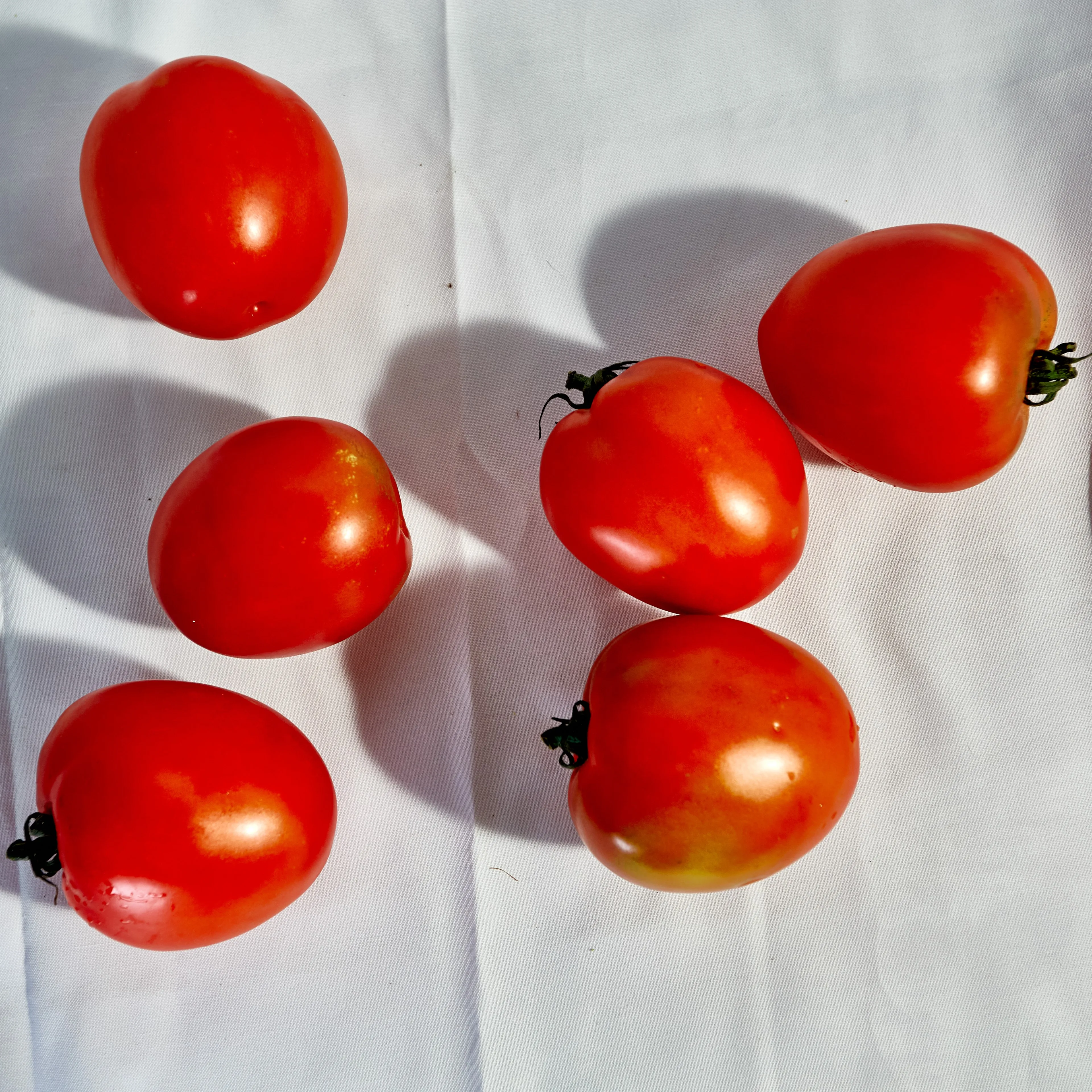 Fresh Vegetables Fresh Tomatoes Rita Tomatoes Beef Tomatoes  From Wholesale Green Farmer In Vietnam High Quality Nutrition Food