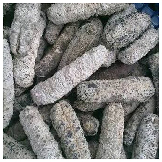 Dried Sea Cucumber / Dry Sea Cucumber