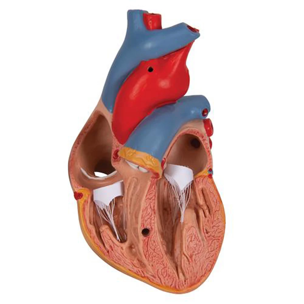 Human Heart Model- 3 Parts human anatomy biology educational model Radical Manufacturer
