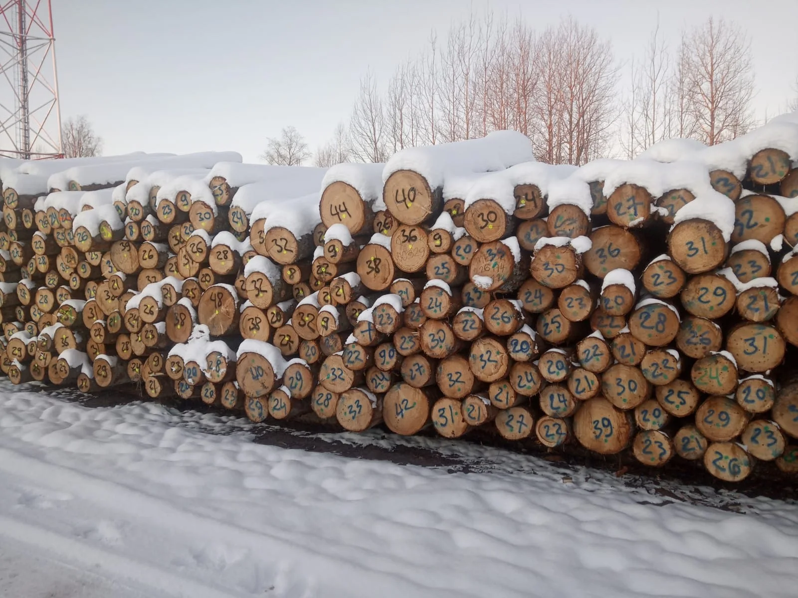 Bulk quantity Timber Best Craftsmanship Redefined High-Quality Spruce Lumber Wholesale Opportunities