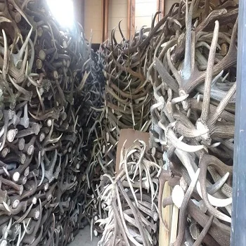 Best Top Grade Red Deer Antlers, Red Deer Antlers Horns for sale