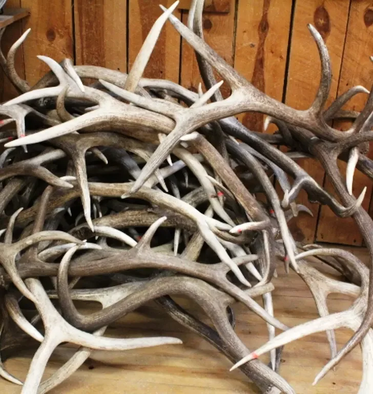 Deer Antlers27.png