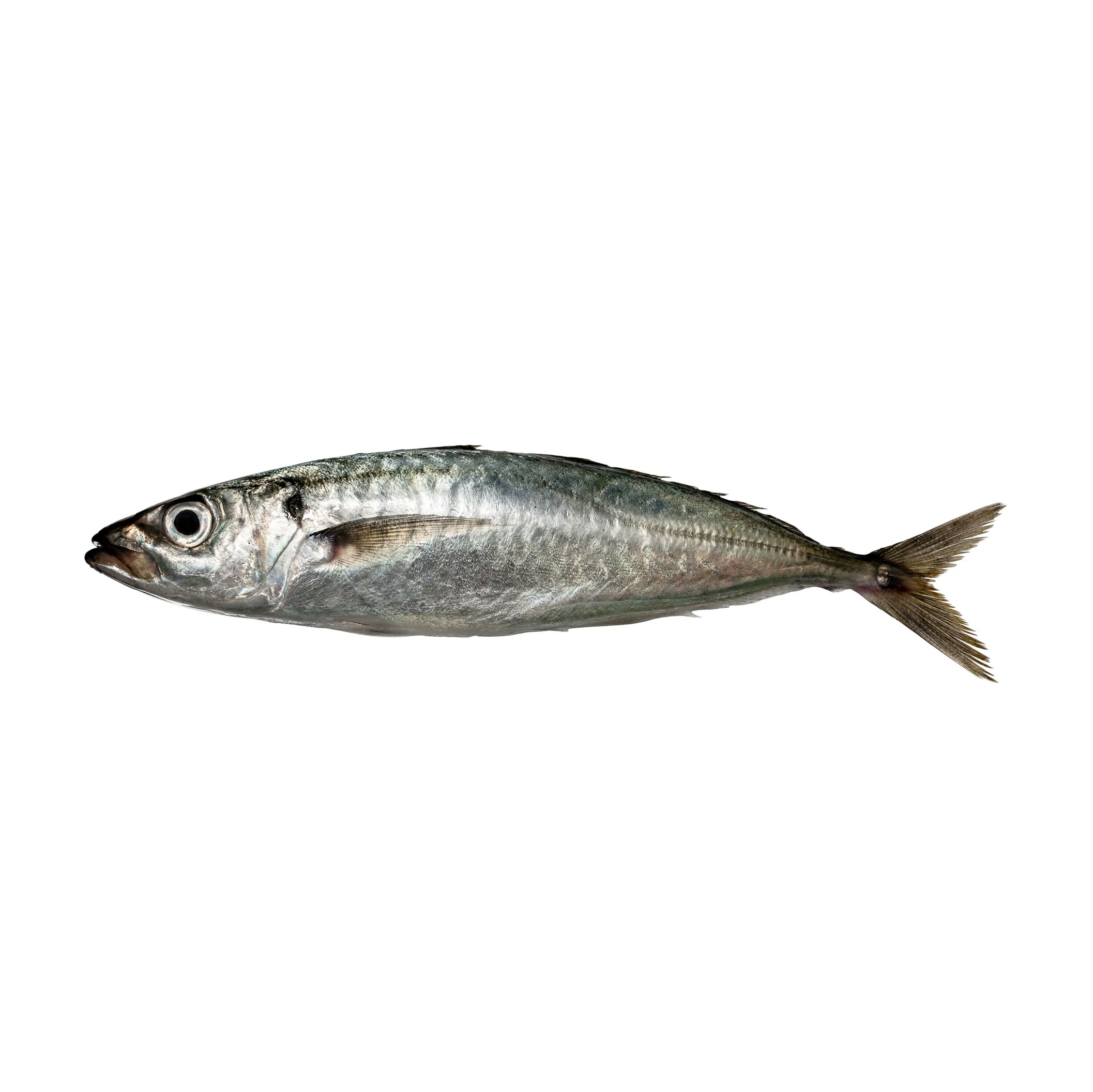 Свежие морепродукты рыба из атлантической скумбрии замороженная индийская