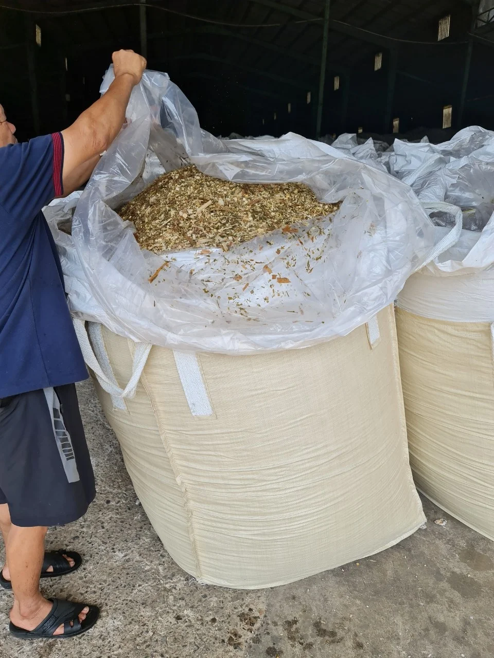 VIETNAM CORN SILAGE/CORN SILAGE ANIMAL FEED CONCENTRATE - HIGH QUALITY AND COMPETITIVE PRICE / Whatsapp +84902679738 Ms Jolie