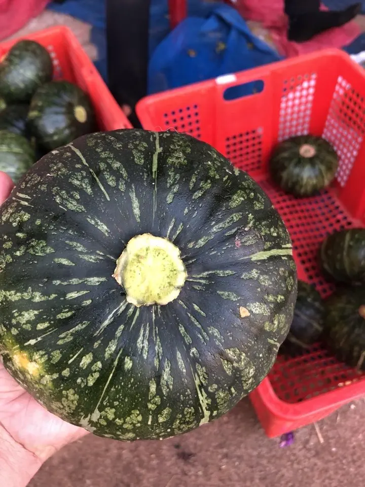 Exporting Fresh Pumpkin with the Best Price From Vietanm