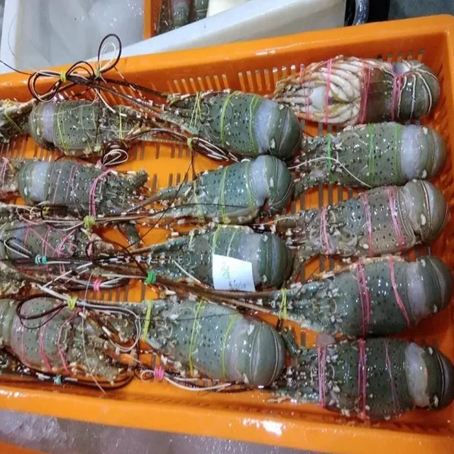 Fresh Frozen Lobsters, Raw Lobsters, Live Lobsters with Highest Export Quality