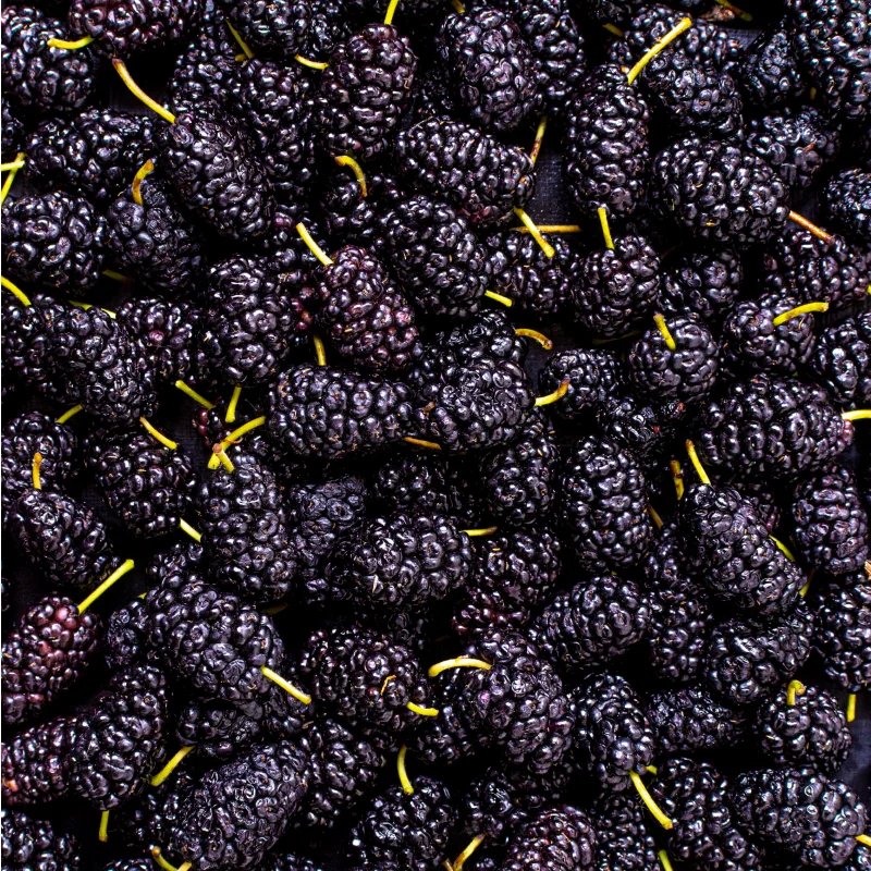 Gin Puerto de Indias Blackberry Premium Gin Alcoholic Beverage Glass Bottle Liquor 75cl 37,5%