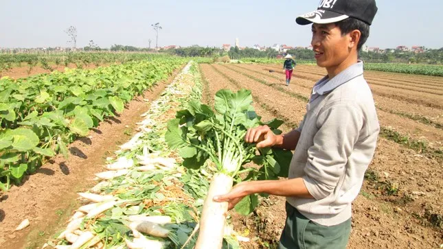 Export Fresh Organic Vegetables Vietnam Organic White Radish// Hot sale fresh white radish fresh vegetables