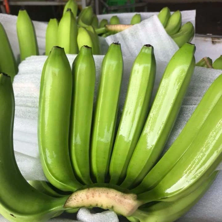 100% High Quality Green Fresh Cavendish Banana