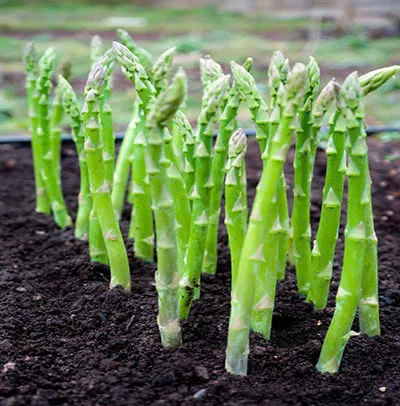 READY to COOK FROZEN ASPARAGUS // FRESH & FLAVORFUL for DELECIOUS MEAL GOOD PRICE YOU FROM VIETNAM