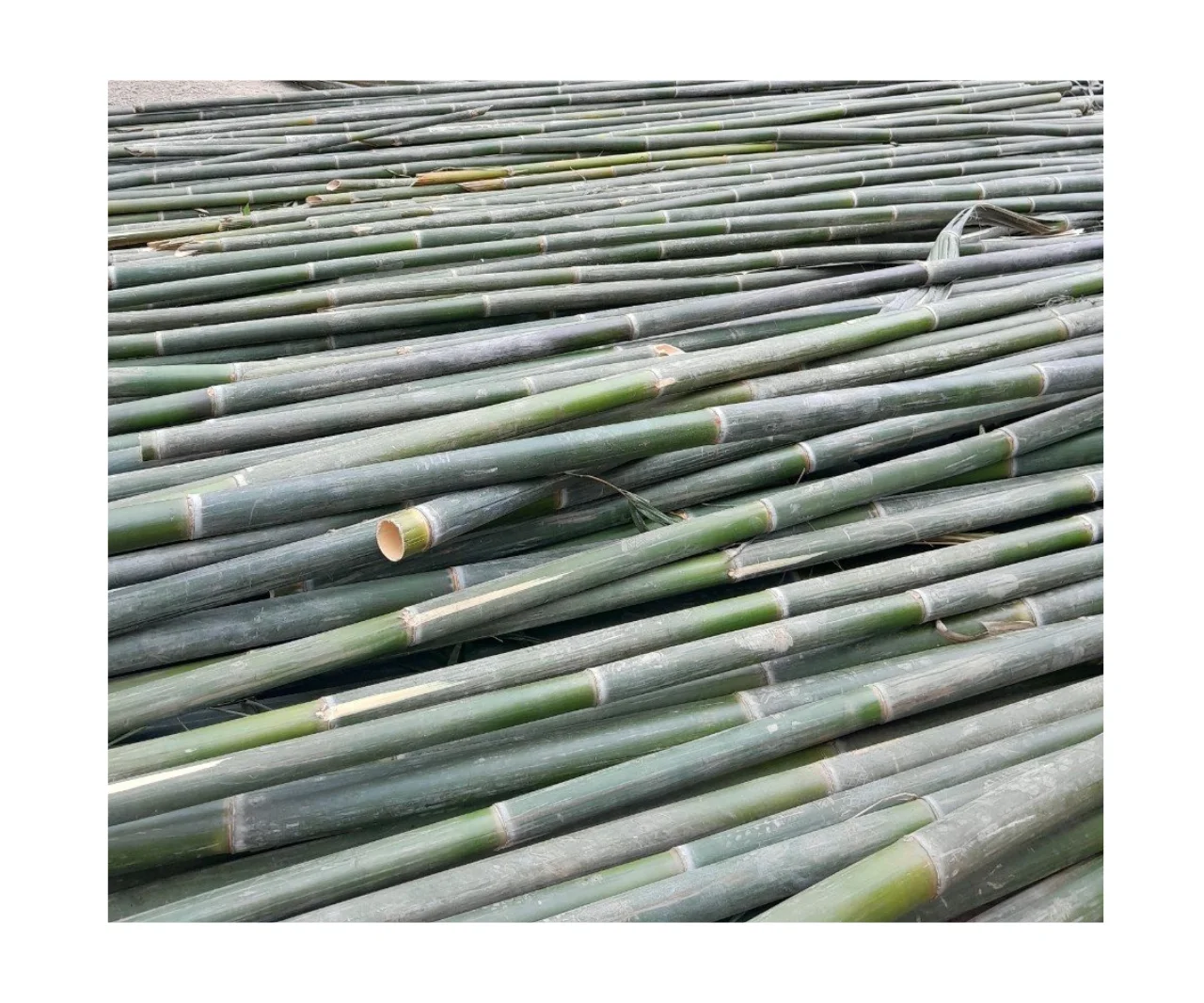 100% Natural Bamboo Split/ Raw Bamboo From Vietnam/ Bamboo Pole For Grow Plant Agriculture