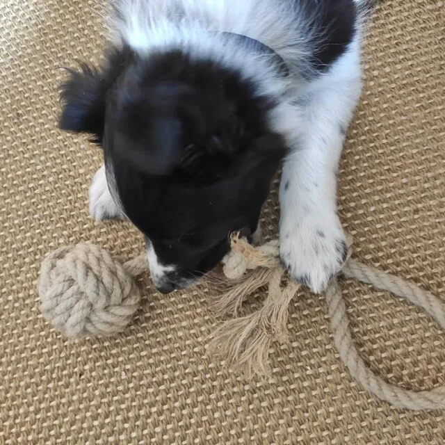 All Pet Solutions Natural Hemp Ball on a Rope Dog Toy  from Vietnam HOANG LINH SG Kimy +84938616690