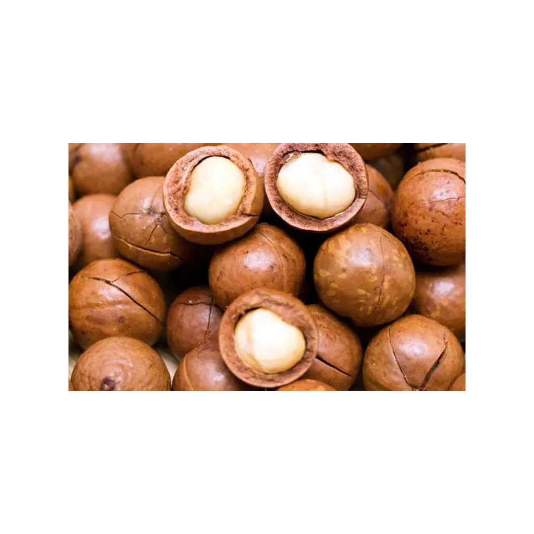Best price Macadamia Without shell roasted double halves with Medium Size Manufacturing Wholesale Grade A Macca Nuts