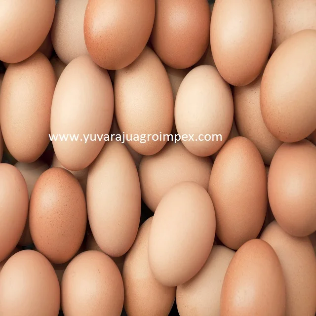 Fresh Brown Broody Hen Egg hot selling with customer satisfaction Exporters to all Gulf Countries in India