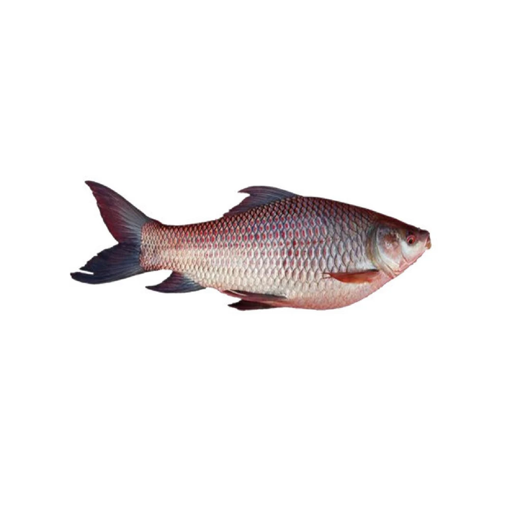 Frozen Fresh ROHU Fish prices wholesale